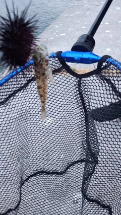 アサヒアナハゼの釣果