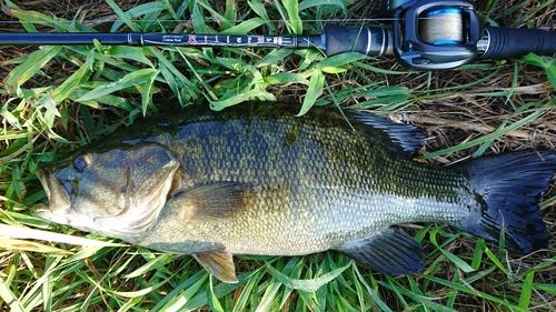 スモールマウスバスの釣果