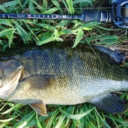 スモールマウスバス