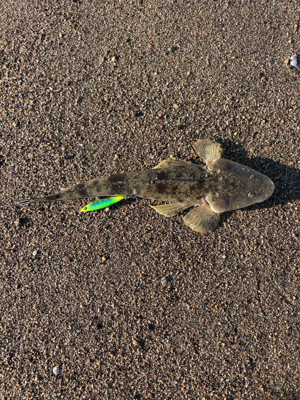 マゴチ
