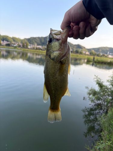 十市の池