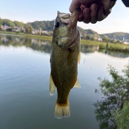 ブラックバス