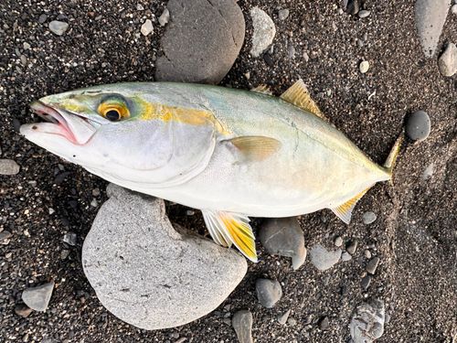 ワカシの釣果