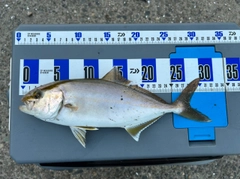 ショゴの釣果