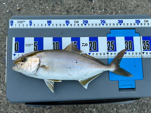 ショゴの釣果