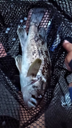 クロソイの釣果