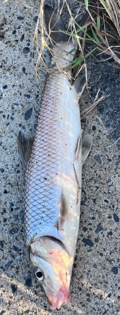 ニゴイの釣果