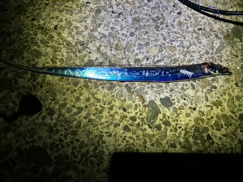 タチウオの釣果