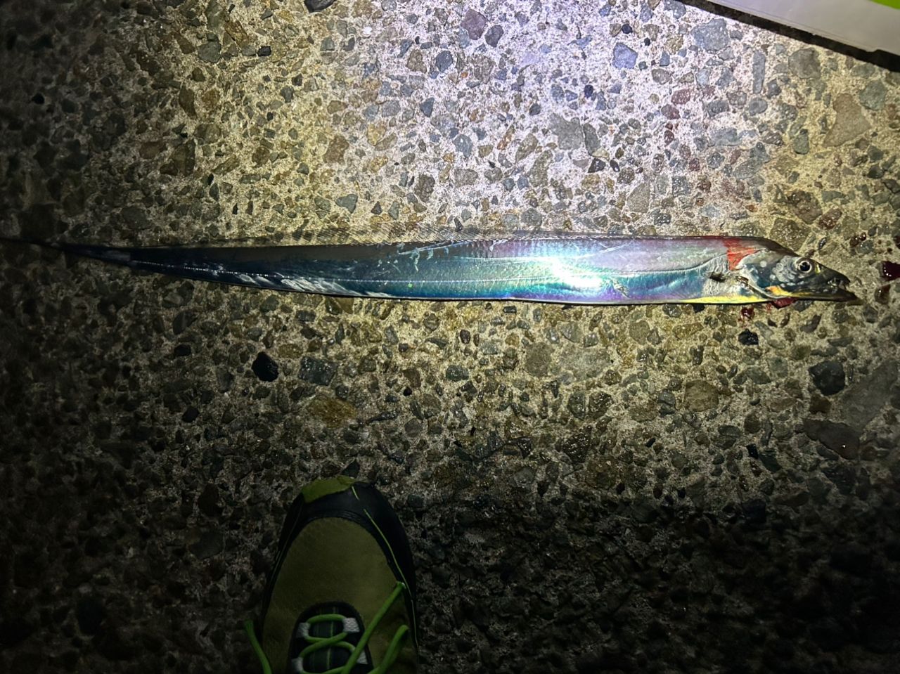 タチウオ