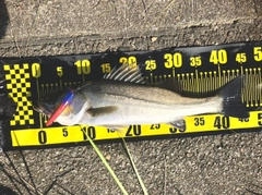フッコ(マルスズキ)の釣果