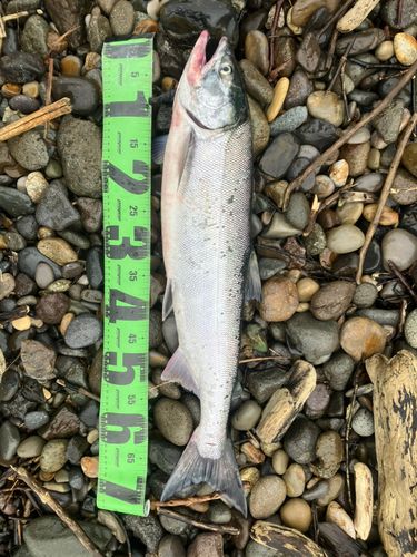 サケの釣果