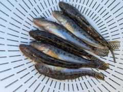 マハゼの釣果