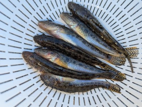 マハゼの釣果