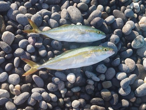 コゾクラの釣果