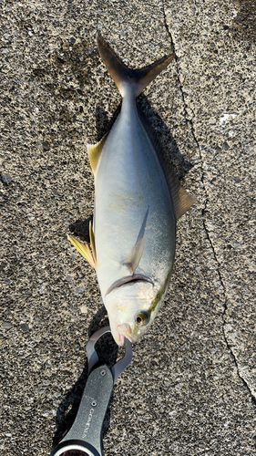 ショゴの釣果