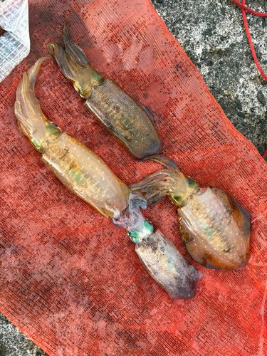 アオリイカの釣果