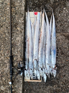 タチウオの釣果