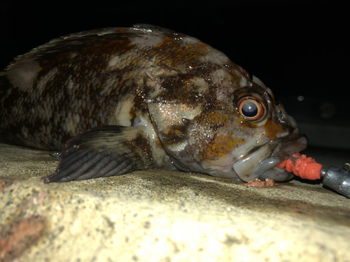 オウゴンムラソイの釣果