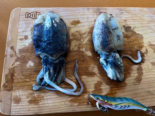 シリヤケイカの釣果