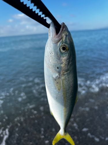 ワカシの釣果