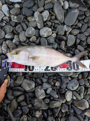 ショゴの釣果