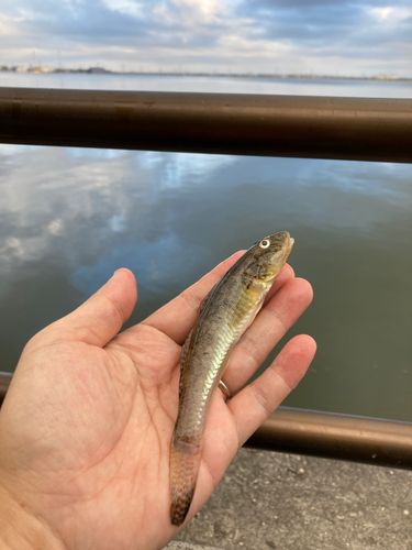 マハゼの釣果