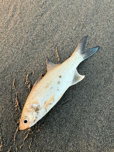 ツバメコノシロの釣果