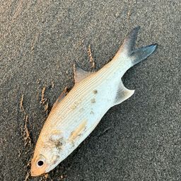 ツバメコノシロ