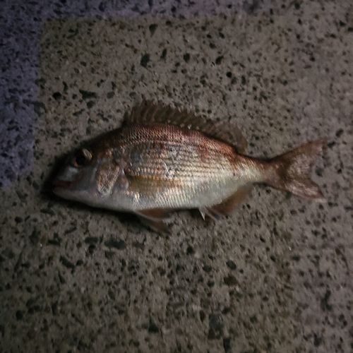 マハゼの釣果