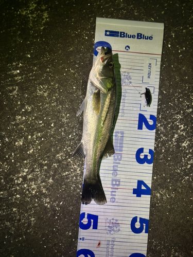 スズキの釣果