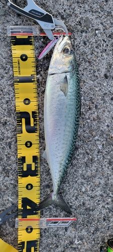 サバの釣果