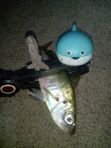 マアジの釣果