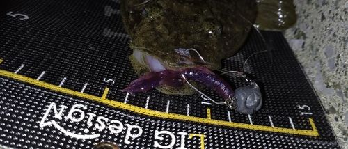マゴチの釣果