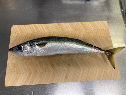 サバの釣果