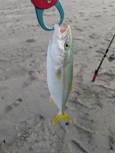 ワカシの釣果