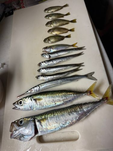 南芦屋浜ベランダ
