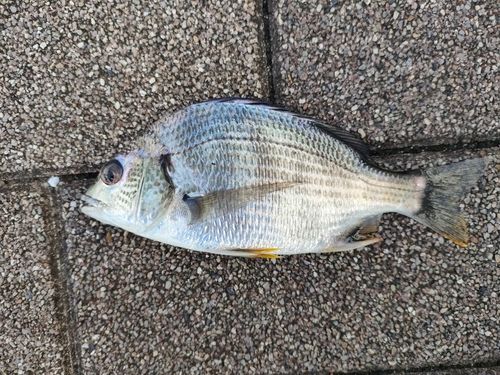 キビレの釣果