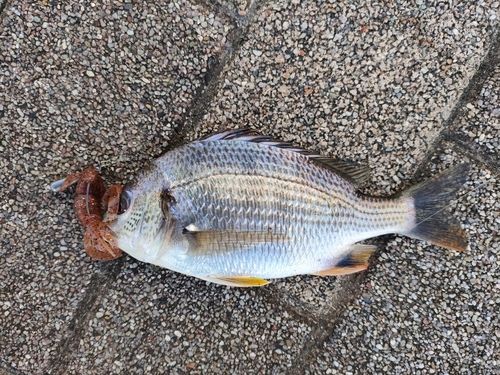 キビレの釣果