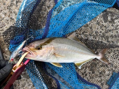 ネリゴの釣果
