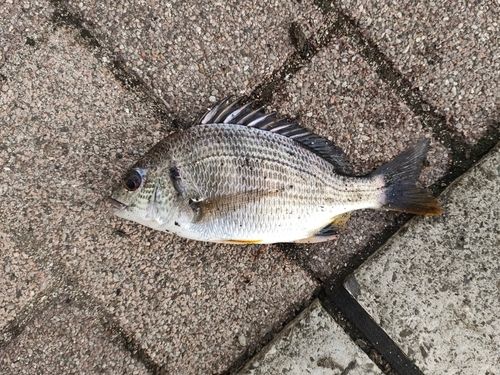 キビレの釣果
