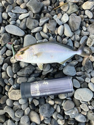 ショゴの釣果