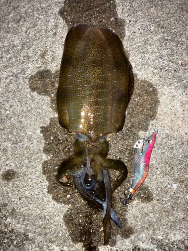 アオリイカの釣果