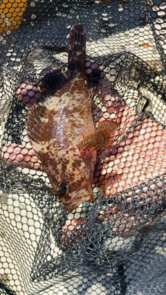 タケノコメバルの釣果