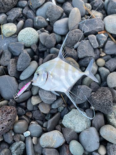 イトヒキアジの釣果