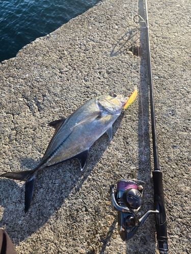 ギンガメアジの釣果