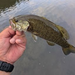 スモールマウスバス