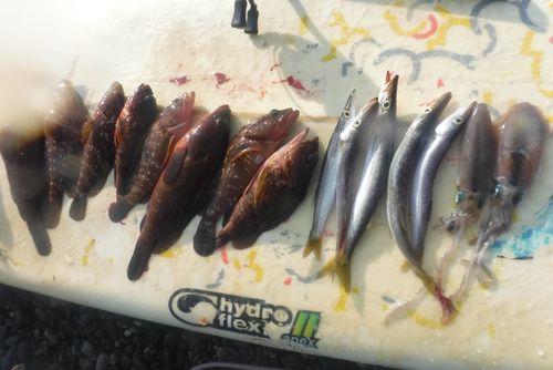 釣果