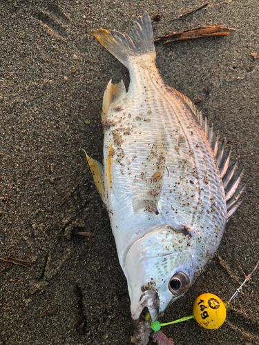 キビレの釣果