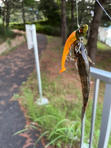 大井ふ頭中央海浜公園