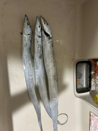 タチウオの釣果